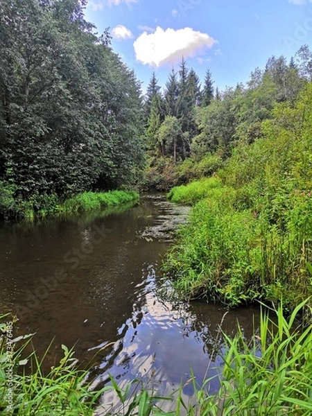 Obraz river in the forest