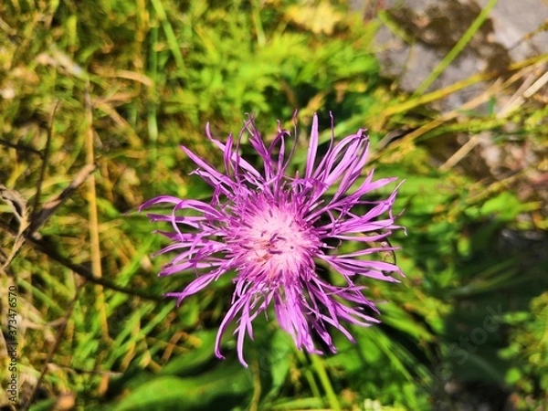 Obraz purple thistle flower