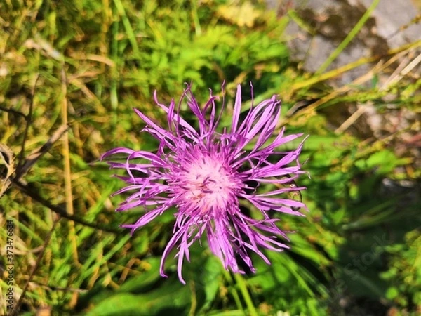 Obraz purple thistle flower