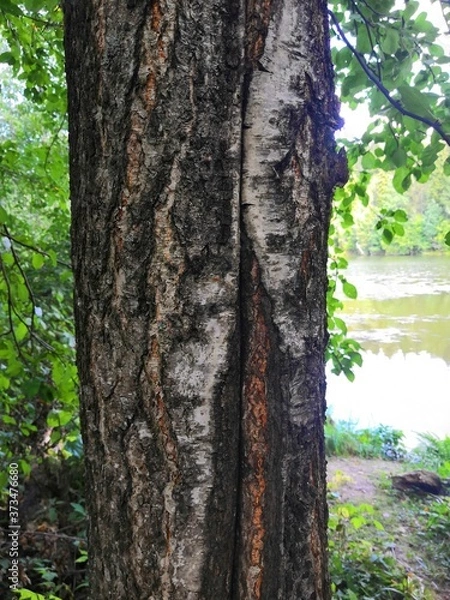 Obraz old tree trunk