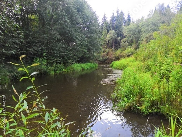 Obraz river in the forest