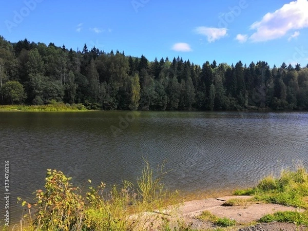 Obraz lake in the forest
