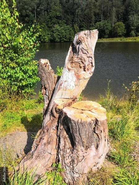 Obraz old wood stump