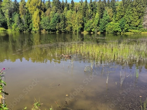 Obraz lake in the forest
