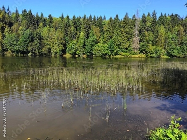 Obraz lake in the forest