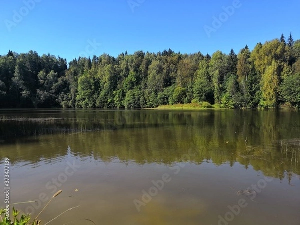 Obraz lake in the forest