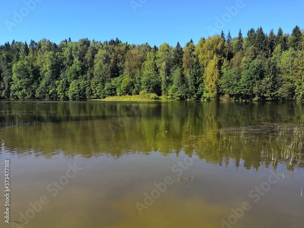Obraz lake in the woods