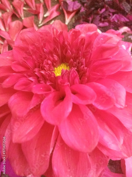 Obraz red dahlia flower