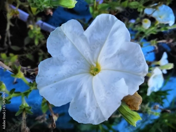 Obraz blue and white