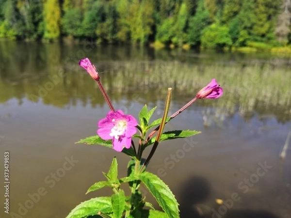 Obraz pink flowers in the water