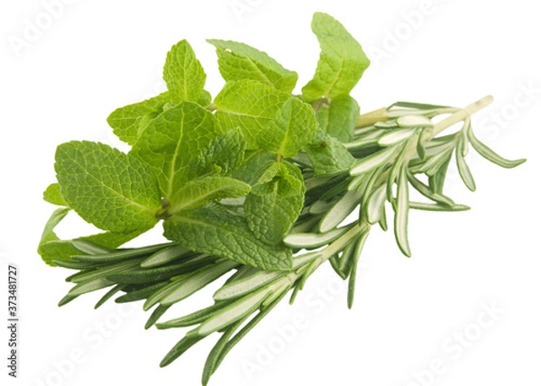 Obraz Mint and rosemary
