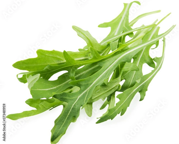 Obraz Rucola