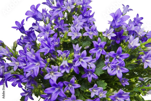Obraz CAMPANULA PORTENSLAGIANA
