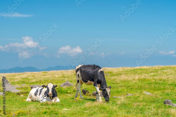 Obraz 【夏イメージ】放牧と高原風景