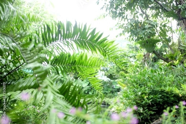 Fototapeta In selective a group of tropical tree leaves with branches and sunlight on white isolated background for green foliage backdrop 