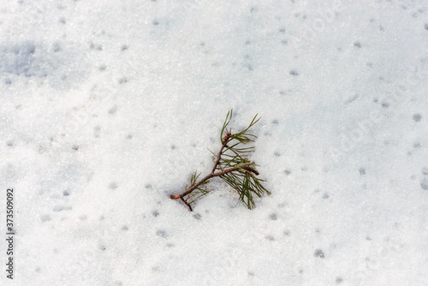 Fototapeta Abstract background with pine branch on melting snow