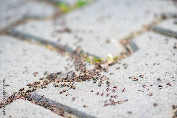 Fototapeta Close-up of a group of ants on the pavement. Shallow depth of field.