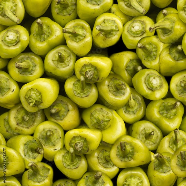 Obraz Seamless green paprika (capsicum) pattern