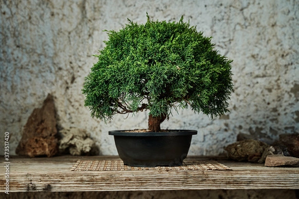 Fototapeta Bonsai tree on a work table for maintenance. Gardening concept.