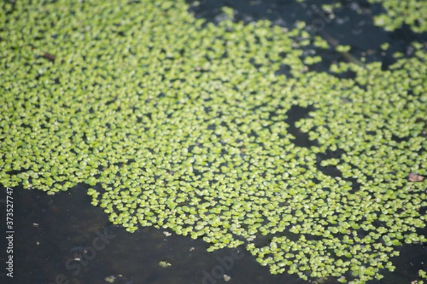 Fototapeta A close up on a duckweed