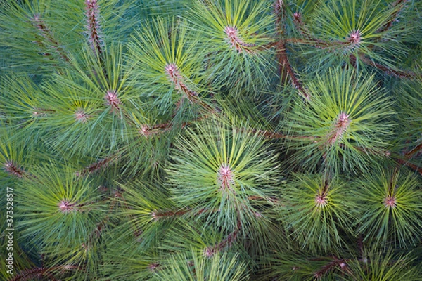 Fototapeta A pine with long needles seen from above