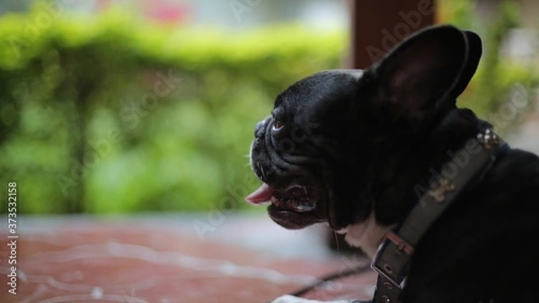 Obraz Bulldog Frances