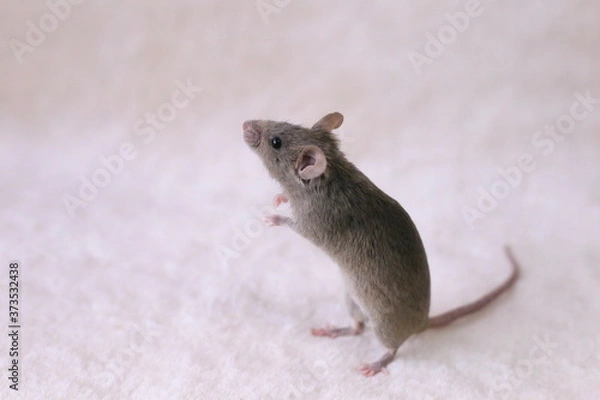 Obraz 立ち上がっているグレーのハツカネズミ