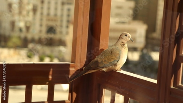 Obraz Bird on Window looking