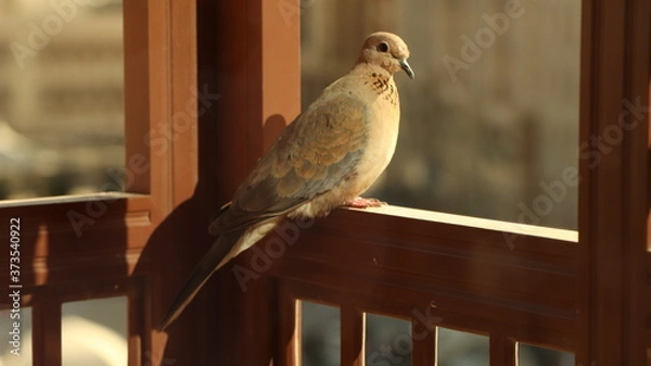 Obraz Bird on Window stare