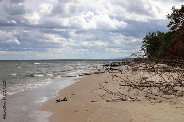Obraz Wild sea shore with fallen trees
