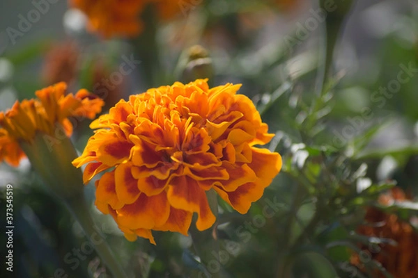 Fototapeta Tagetes erecta  - aksamitka wzniesiona