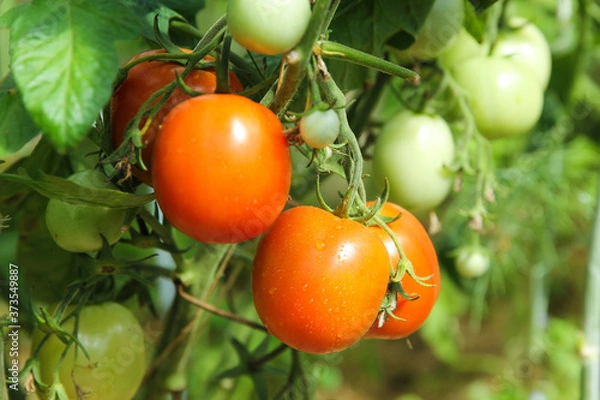 Obraz Gardening and agriculture. Red and green tomatoes on branches and bushes in the greenhouse. Harvest. Horizontal, background image, copy space