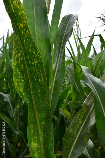 Fototapeta corn in the field