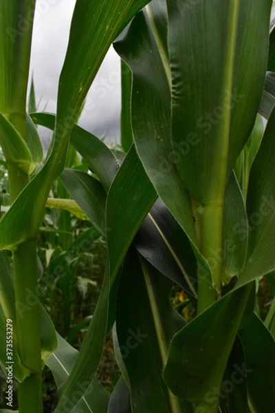 Fototapeta green corn field