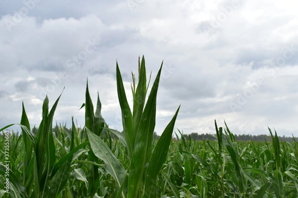 Fototapeta green cornfield and blue sky