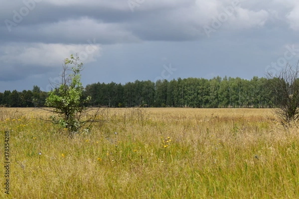 Fototapeta trees in the field