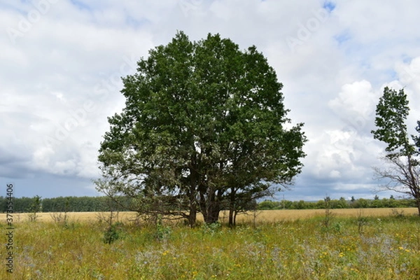 Fototapeta tree in the field