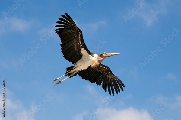 Fototapeta Marabut in flight
