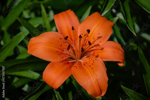 Obraz Tiger Lilly in full bloom
