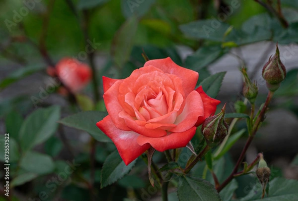 Obraz Tea Rose in full bloom