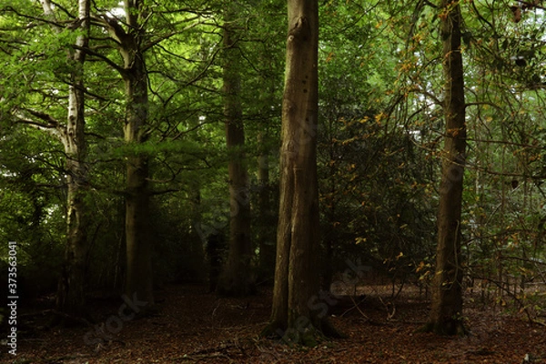 Obraz path in the woods