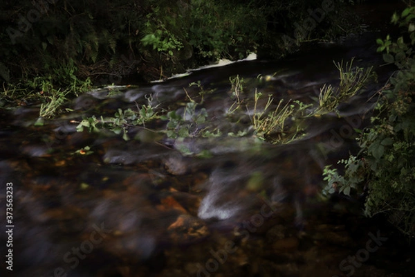 Obraz stream in the forest