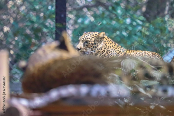 Obraz leopard resting in the tree