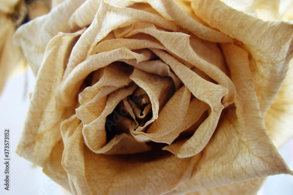 Obraz dry white rose close-up on light background