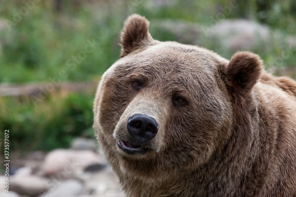 Obraz Grizzly Bear Pout