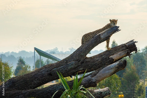 Obraz Leapord up a tree log