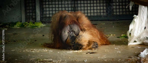 Obraz Orangutang