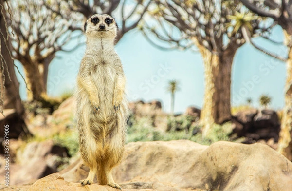 Obraz Mearcat looking