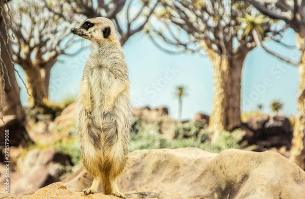 Obraz Mearcat looking