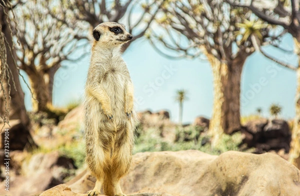 Obraz Mearcat looking